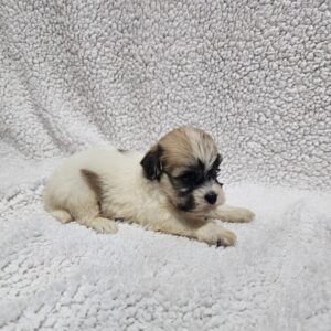 Dhelila Havanese Dhelila Havanese