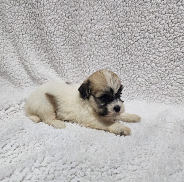 Dhelila Havanese Dhelila Havanese