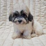 Dhelila-female-havanese-puppy-for-sale- (2)