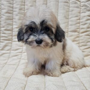 Dhelila Havanese Dhelila Havanese