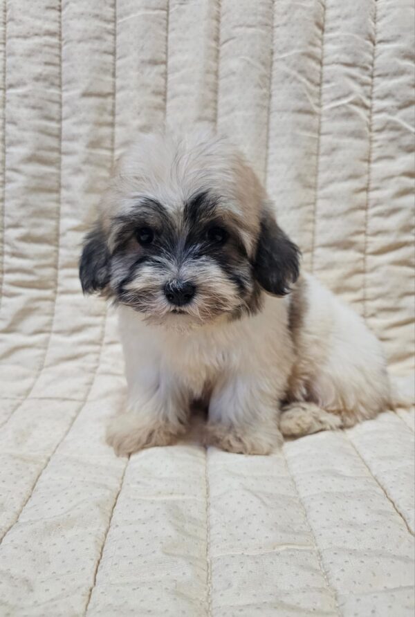 Dhelila Havanese Dhelila Havanese