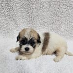 Dhelila-female-havanese-puppy-for-sale- (2)