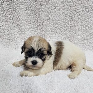 Dhelila Havanese Dhelila Havanese