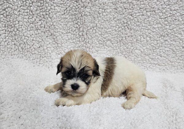 Dhelila Havanese Dhelila Havanese