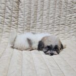Dhelila-female-havanese-puppy-for-sale- (3)