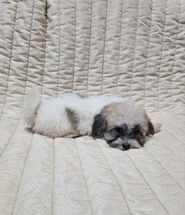 Dhelila Havanese Dhelila Havanese