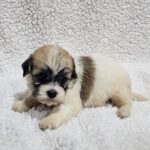 Dhelila-female-havanese-puppy-for-sale- (3)
