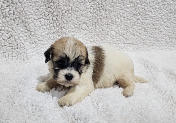 Dhelila Havanese Dhelila Havanese