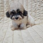 Dhelila-female-havanese-puppy-for-sale- (4)