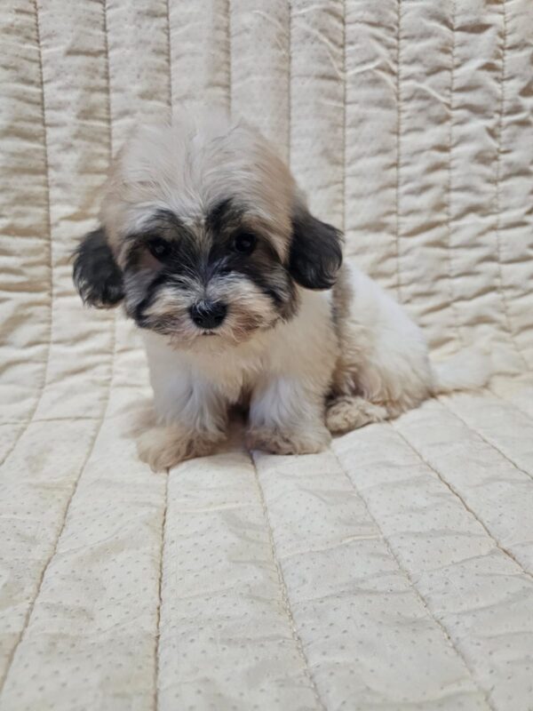 Dhelila Havanese Dhelila Havanese