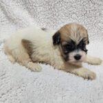 Dhelila-female-havanese-puppy-for-sale- (4)