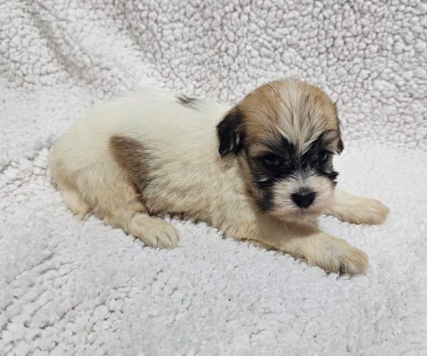 Dhelila Havanese Dhelila Havanese