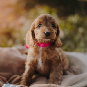 Diamond Cockapoo Diamond Cockapoo