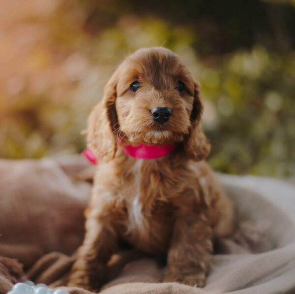 Diamond Cockapoo Diamond Cockapoo
