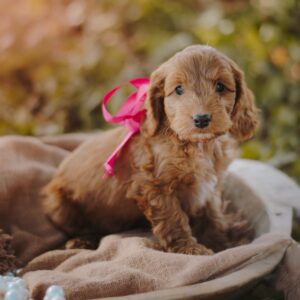 Diamond Cockapoo Diamond Cockapoo