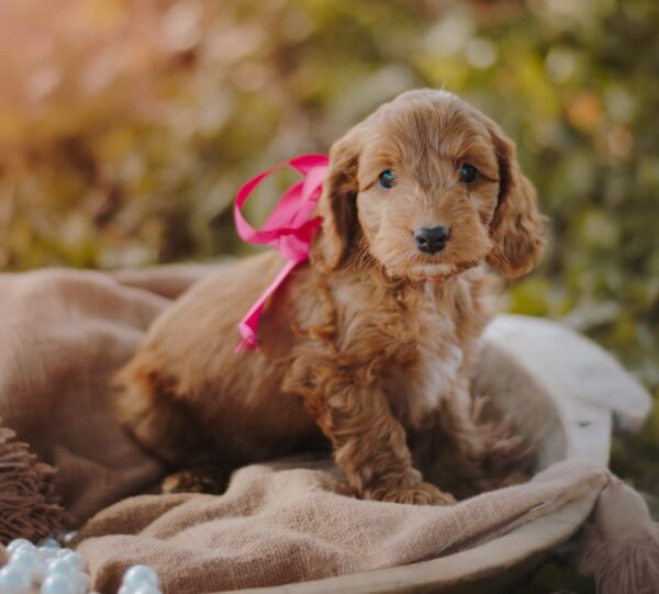 Diamond Cockapoo Diamond Cockapoo