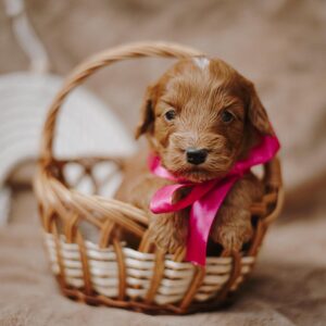 Diamond Cockapoo Diamond Cockapoo