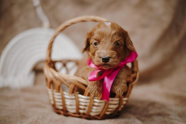 Diamond Cockapoo Diamond Cockapoo