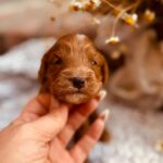 Diamond-female-cockapoo-puppy-for-sale- (1)