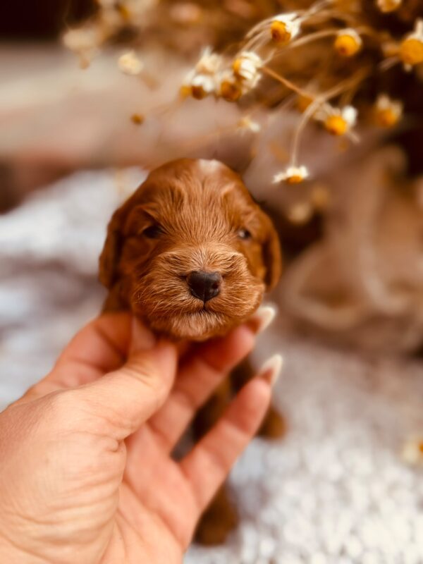 Diamond Cockapoo Diamond Cockapoo