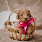 Diamond-female-cockapoo-puppy-for-sale- (2)