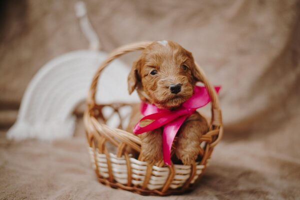 Diamond Cockapoo Diamond Cockapoo