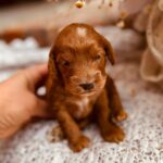Diamond-female-cockapoo-puppy-for-sale- (2)
