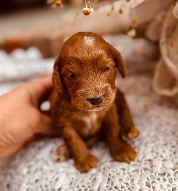 Diamond Cockapoo Diamond Cockapoo