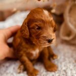 Diamond-female-cockapoo-puppy-for-sale- (3)