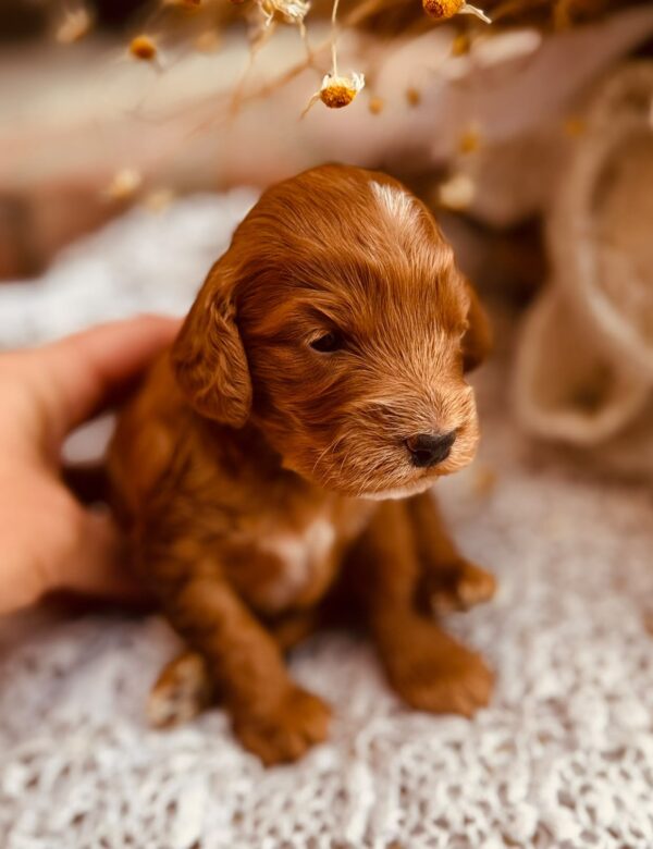 Diamond Cockapoo Diamond Cockapoo