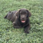 Dinara-female-labrador-retriver-puppy-for-sale-1 (1)