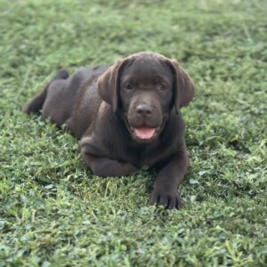 Dinara Labrador Retriever Dinara Labrador Retriever