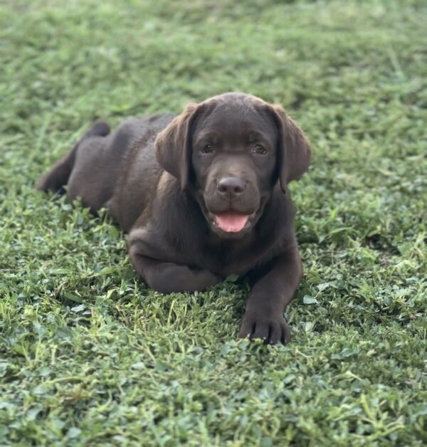 Dinara Labrador Retriever Dinara Labrador Retriever