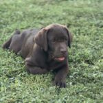 Dinara-female-labrador-retriver-puppy-for-sale-1 (2)
