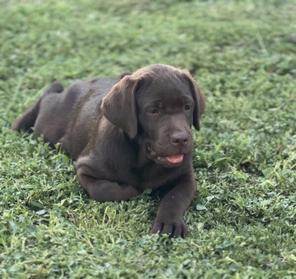 Dinara Labrador Retriever Dinara Labrador Retriever
