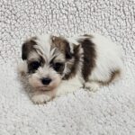 Dino-male-havanese-puppy-for-sale- (1)