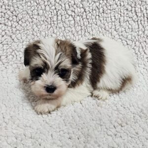 Dino Havanese Dino Havanese