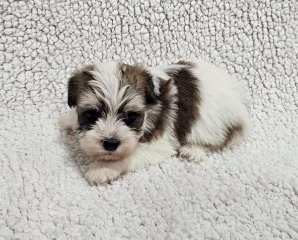 Dino Havanese Dino Havanese