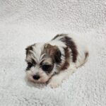 Dino-male-havanese-puppy-for-sale- (2)