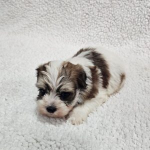 Dino Havanese Dino Havanese