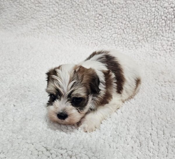 Dino Havanese Dino Havanese