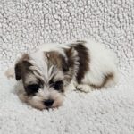 Dino-male-havanese-puppy-for-sale- (3)