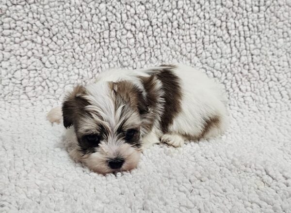 Dino Havanese Dino Havanese