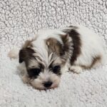 Dino-male-havanese-puppy-for-sale- (4)
