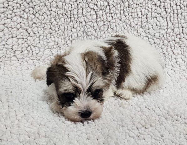 Dino Havanese Dino Havanese