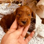 Dj-male-cockapoo-puppy-for-sale- (1)