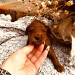 Dj-male-cockapoo-puppy-for-sale- (2)