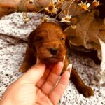 Dj-male-cockapoo-puppy-for-sale- (3)