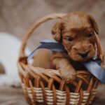 Dj-male-cockapoo-puppy-for-sale- (1)