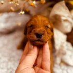 Django-male-cockapoo-puppy-for-sale- (1)